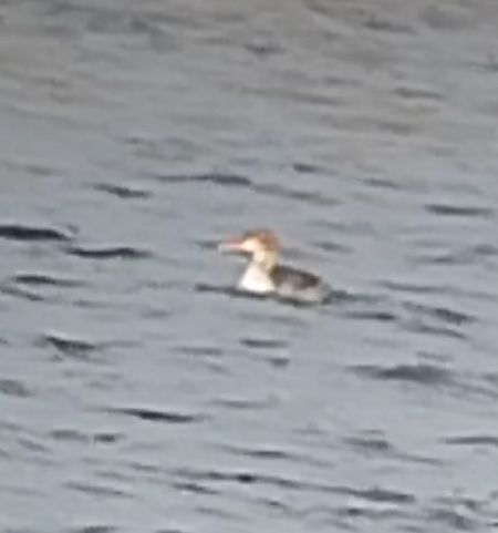 szlachar  - Rafał Kuczmaszewski