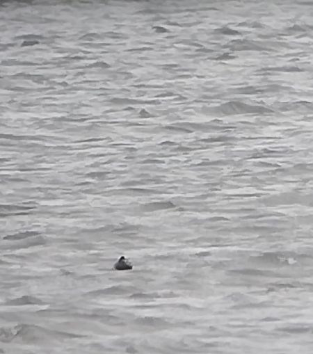 White-headed Duck  - Rafał Kuczmaszewski