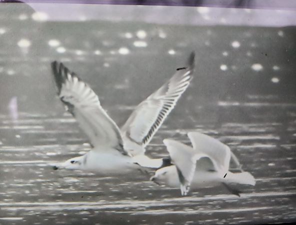 orlica  - Rafał Kuczmaszewski