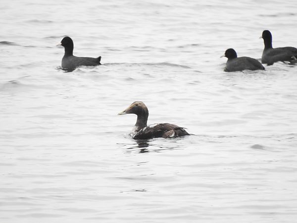 edredon  - Dawid Grabda