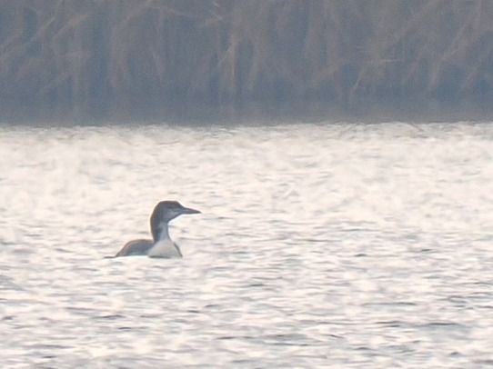 lodowiec  - Paweł Łabaj