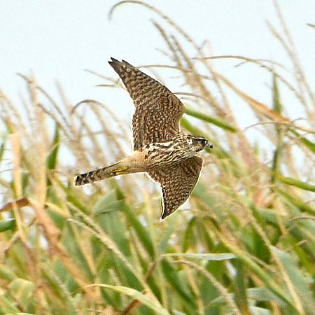 Merlin  - Mikołaj Rowicki