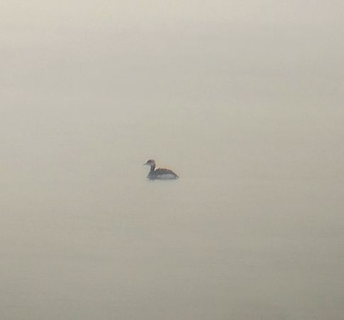 perkoz rdzawoszyi  - Krzysztof Nowak