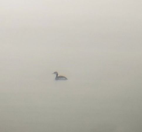 Grèbe jougris  - Krzysztof Nowak