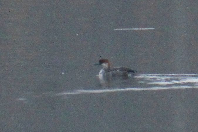 Zwergsäger  - Krzysztof Nowak