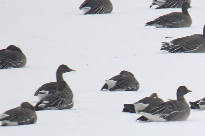 Taiga Bean Goose  - Krzysztof Nowak
