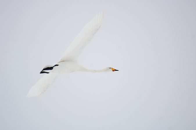 łabędź krzykliwy  - Krzysztof Nowak