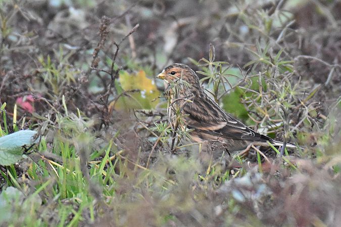 rzepołuch  - Kamil Ślusarski