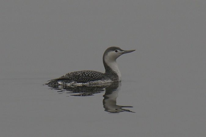 Red-throated Loon  - Mariusz Zub