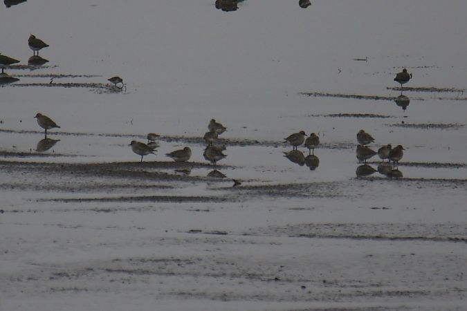 siewnica  - Mariusz Zub