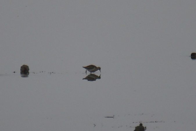 batalion  - Mariusz Zub