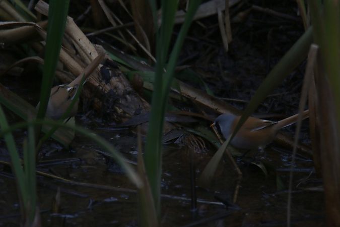 Bartmeise  - Mariusz Zub