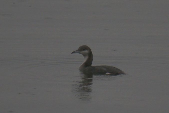 Black-throated Loon  - Mariusz Zub