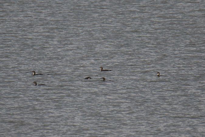 Black-throated Loon  - Mariusz Zub