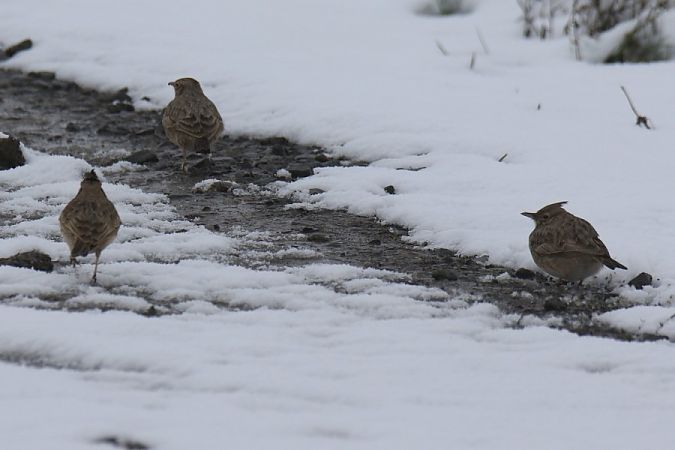 Crested Lark  - Mariusz Zub