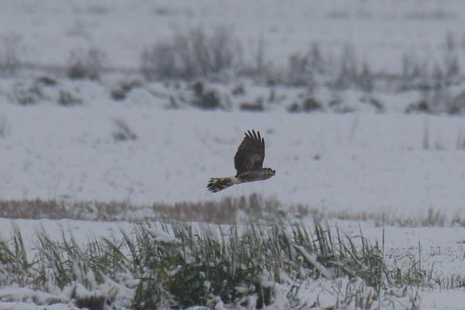 Kornweihe  - Mariusz Zub