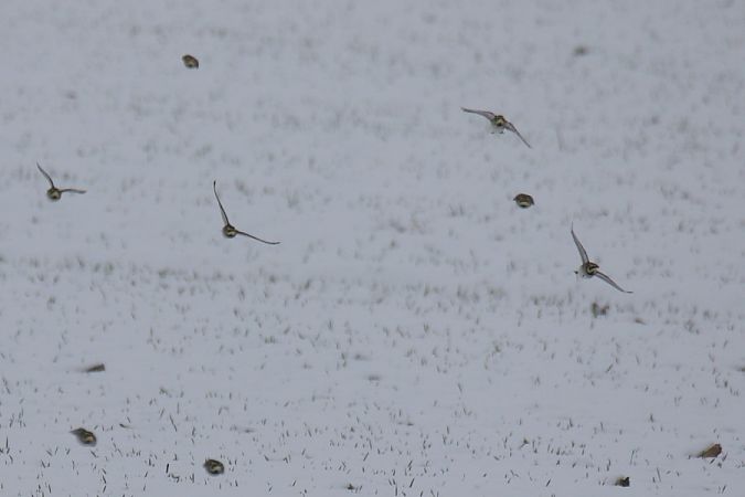 górniczek  - Mariusz Zub