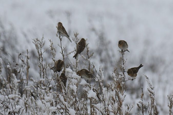 rzepołuch  - Mariusz Zub