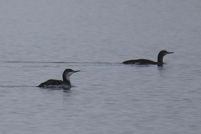 Sterntaucher  - Mariusz Zub