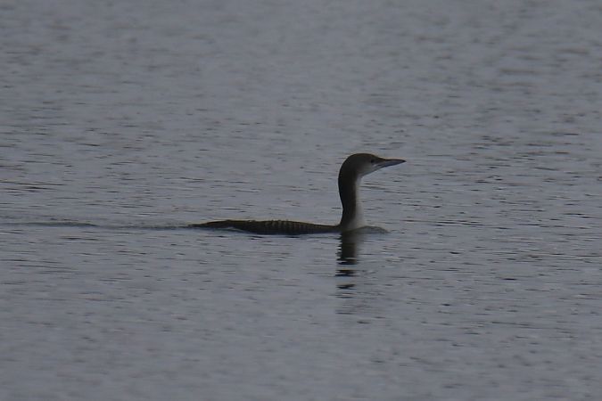 Black-throated Loon  - Mariusz Zub