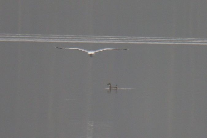 sterniczka  - Mariusz Zub