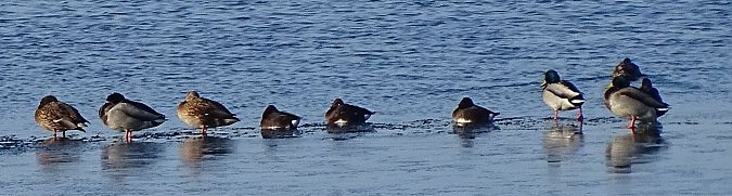 Fuligule nyroca  - Andrzej Łakomy