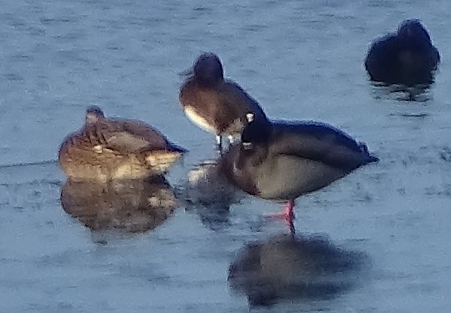 Fuligule nyroca  - Andrzej Łakomy