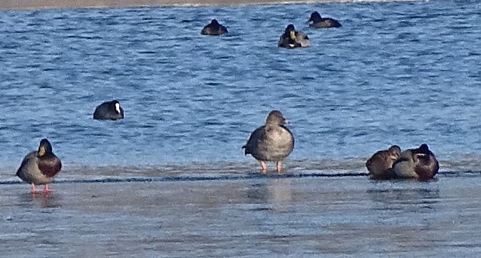 gęś krótkodzioba  - Andrzej Łakomy