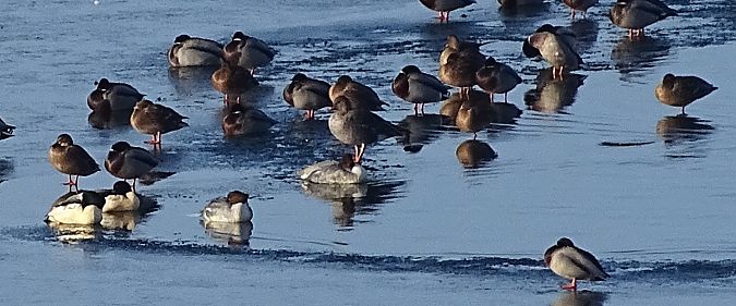 gęś krótkodzioba  - Andrzej Łakomy