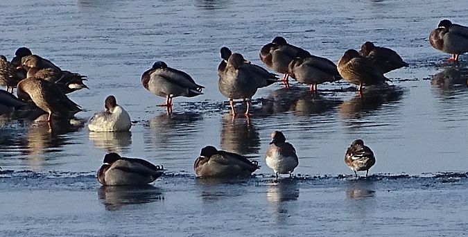 gęś krótkodzioba  - Andrzej Łakomy
