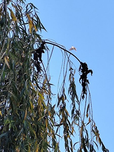 sokół wędrowny  - Kamil Kozłowski