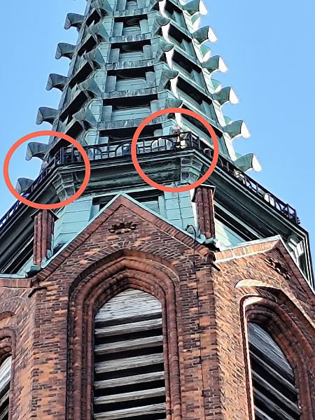 sokół wędrowny  - Kamil Kozłowski