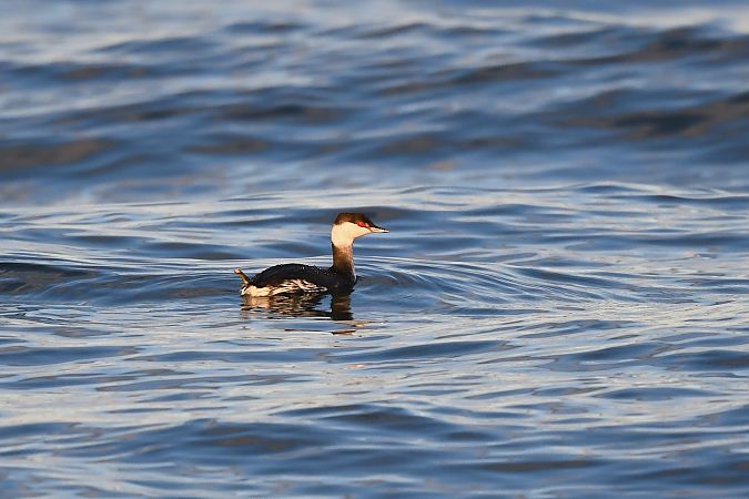 perkoz rogaty  - Kamil Kozłowski