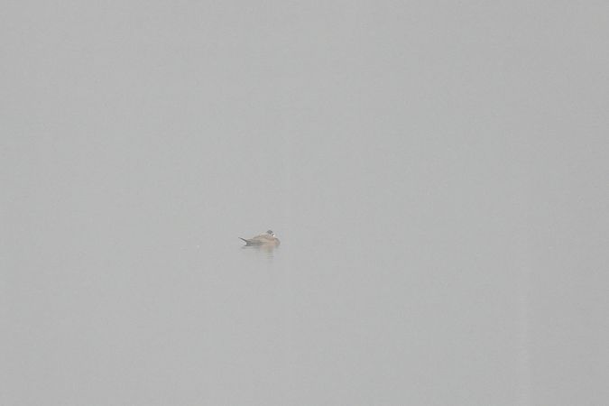 sterniczka  - Beata Prusak