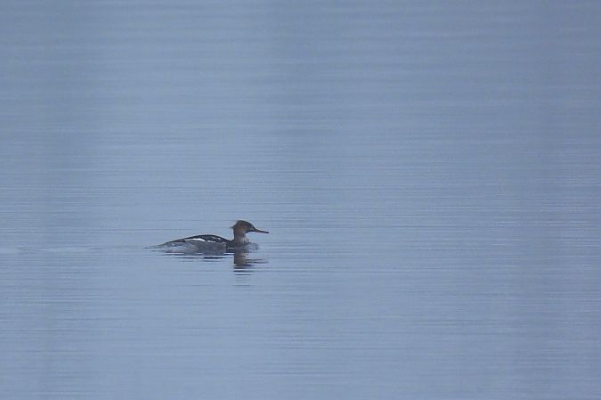 szlachar  - Beata Prusak