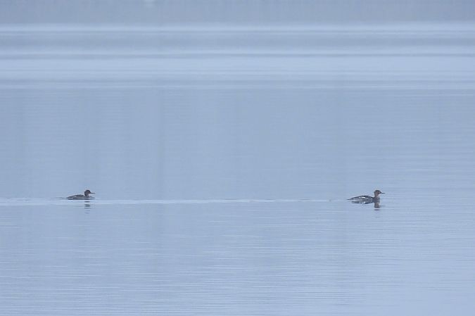 szlachar  - Beata Prusak