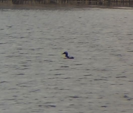 edredon  - Adam Szczepańczyk