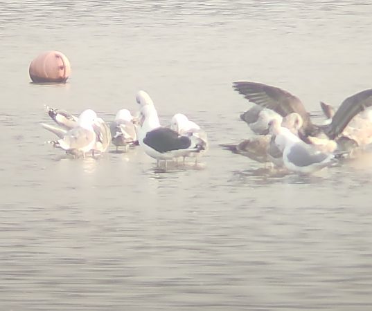 Mantelmöwe  - Michał Kowalczuk