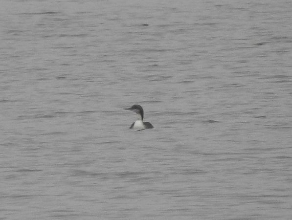 Black-throated Loon  - Michał Kowalczuk