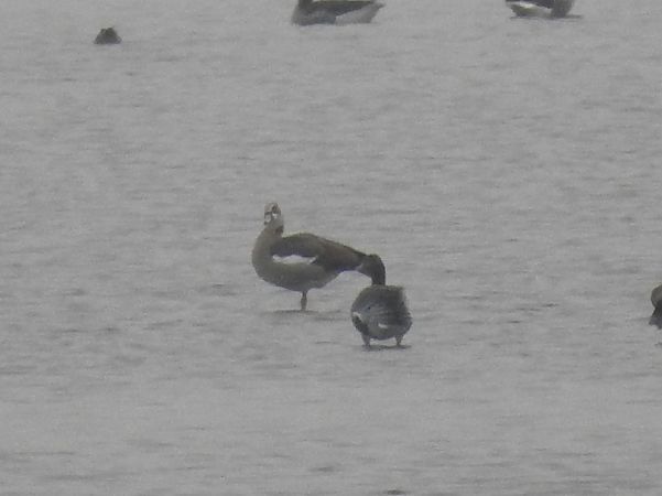 gęsiówka egipska  - Michał Kowalczuk