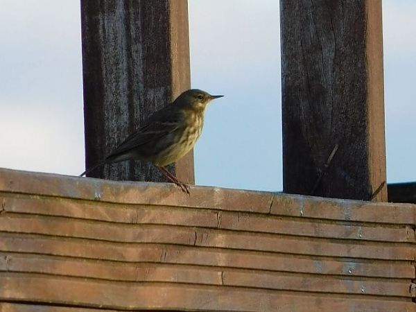 świergotek nadmorski  - Marlena Józefowska