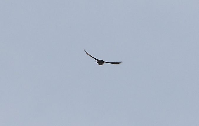 świergotek nieoznaczony 