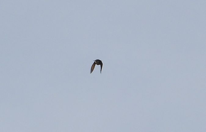 świergotek nieoznaczony 