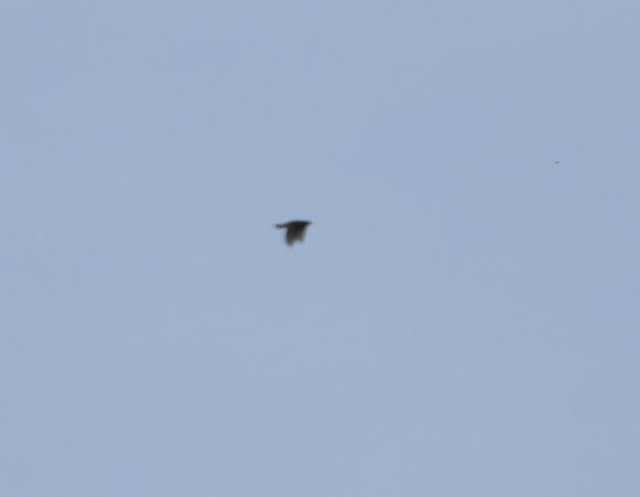 świergotek nieoznaczony 