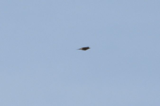 świergotek nieoznaczony 