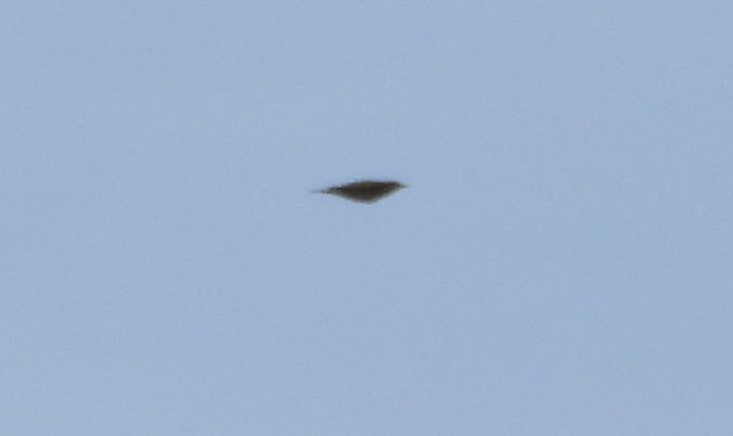 świergotek nieoznaczony 