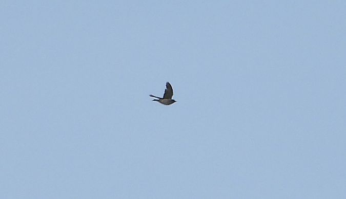 świergotek nieoznaczony 