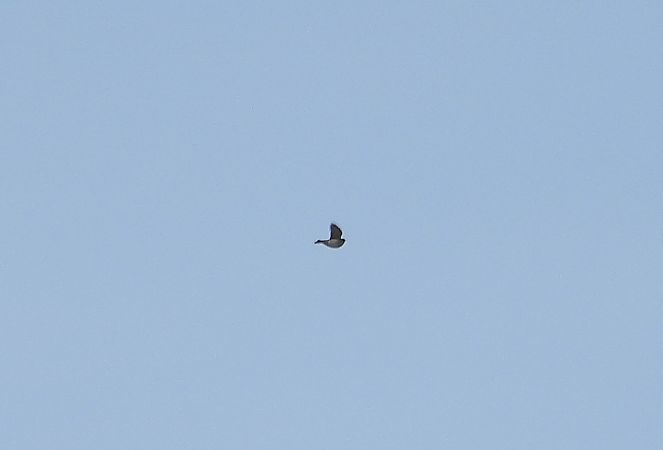 świergotek nieoznaczony 