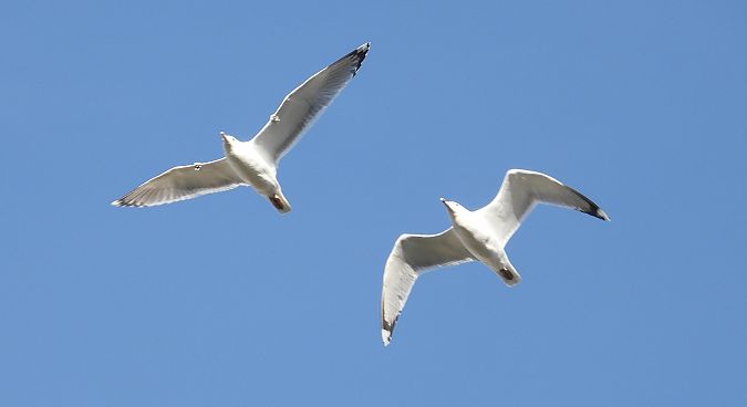 Caspian Gull 
