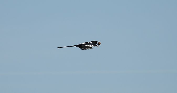 Eurasian Magpie 